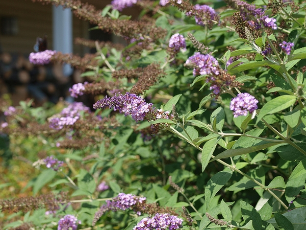 Butterfly Bush