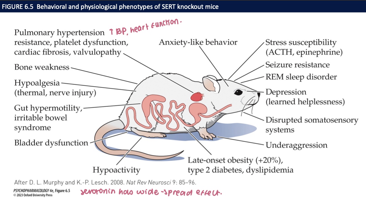 <ul><li><p>transmission terminated by reuptake of 5-HT from the extracellular fluid</p></li><li><p>process mediated by 5-HT transporter </p></li><li><p>SERT is an important target for several antidepressant drugs (SSRIs) → ie. Prozac which inhibit 5-HT reuptake </p></li></ul><p></p>