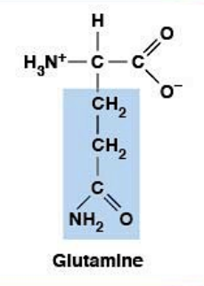 <ul><li><p><strong>Polar, uncharged </strong>HYDROPHILIC</p></li><li><p><strong>R-group:</strong> amide</p></li><li><p>Nitrogen donor in metabolism</p></li></ul><p></p>