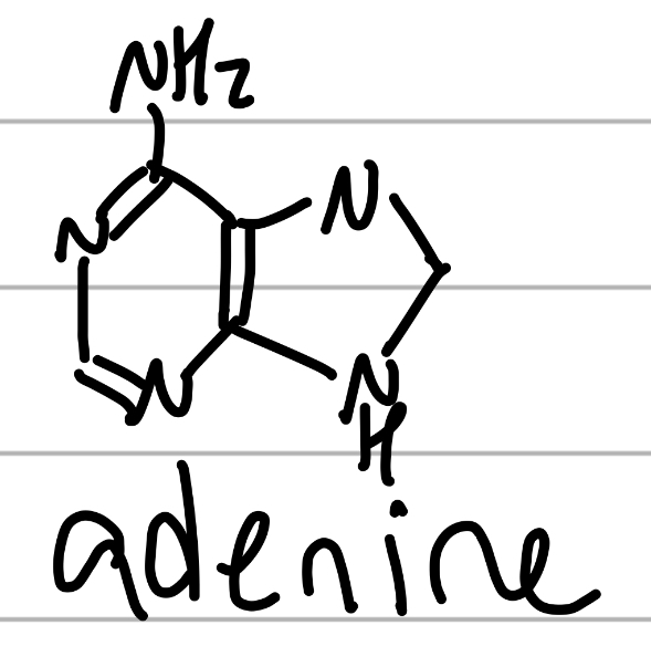 <p>5 N, 2 cyclo 1 conjugated;</p><p>component of NAs</p>