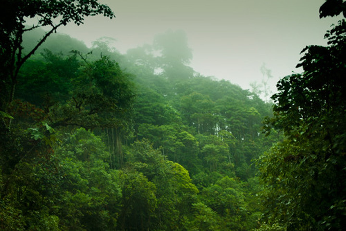 <p>(tropical; rain) forest</p>