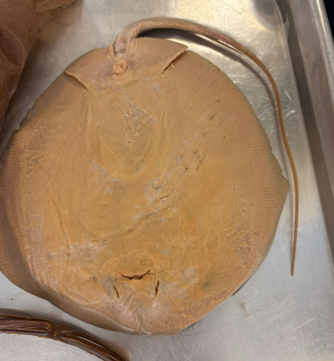 <p>Is this a ray or a skate</p>