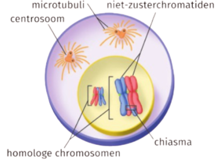 <p>Welk proces wordt hier weergegeven?</p>