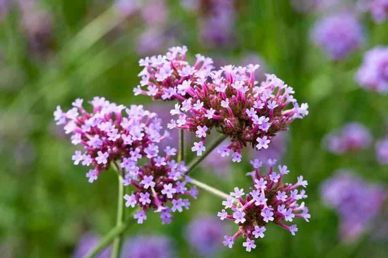 <p>A tall, airy perennial with wiry stems topped by clusters of tiny purple flowers that hover above other plants.</p><p>-self seeds like crazy</p><p>-gets pretty tall</p><p>-open and airy and can see through to other side</p>