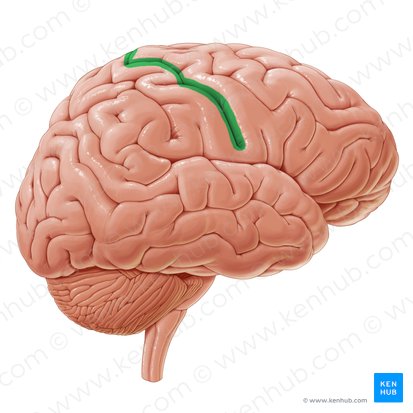 <p>Sulcus that separates the parietal lobe from the frontal lobe, and the primary <span>motor cortex</span> from the primary somatosensory cortex</p>