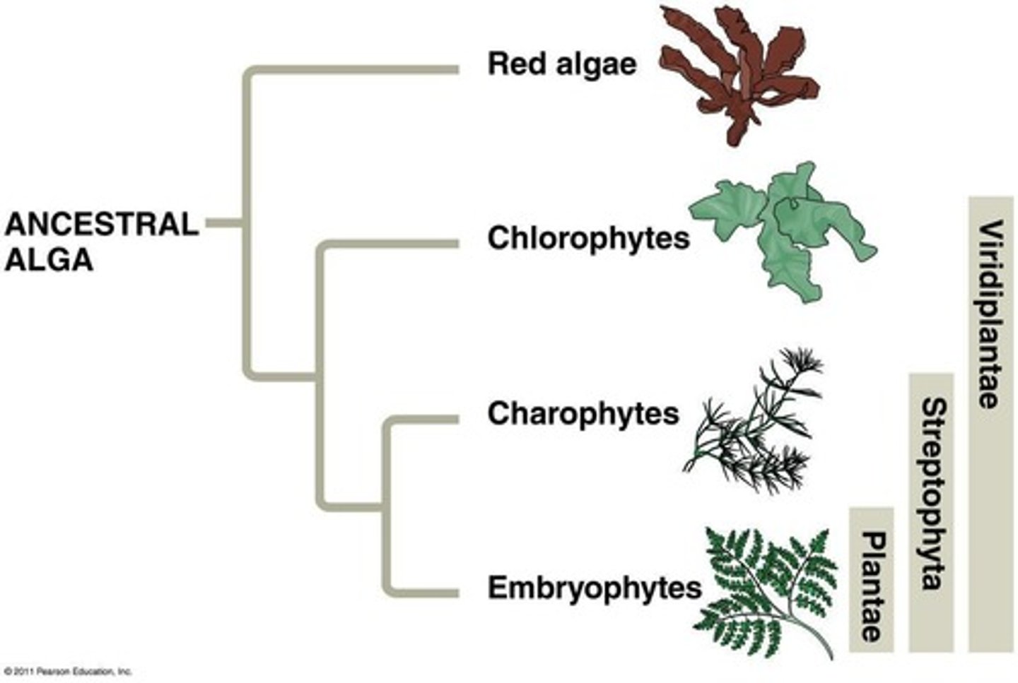 <p>Charophytes (green algae) in the archaeplastida supergroup.</p>