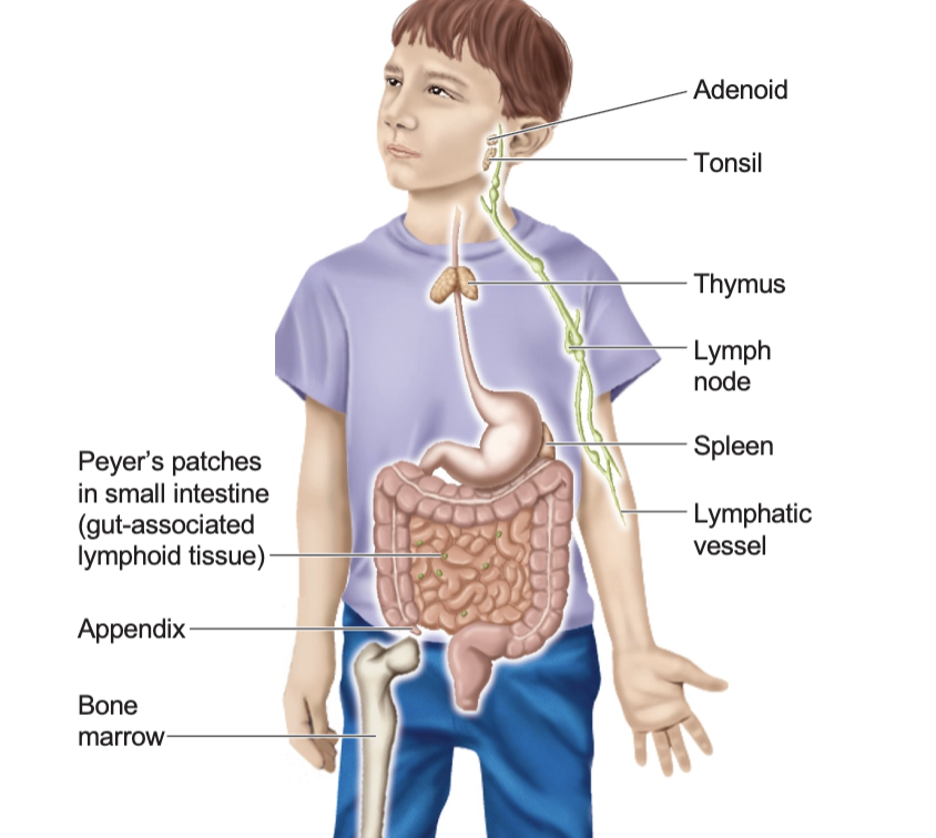 <ul><li><p>Adenoid</p></li><li><p>Tonsil</p></li><li><p>Thymus</p></li><li><p>Lymph node</p></li><li><p>Spleen</p></li><li><p>Lymphatic vessel</p></li><li><p>Peyer’s patches in the small intestine</p><ul><li><p>Gut associated lymphatic tissue</p></li></ul></li><li><p>Appendix</p></li><li><p>Bone marrow</p></li></ul><p></p>