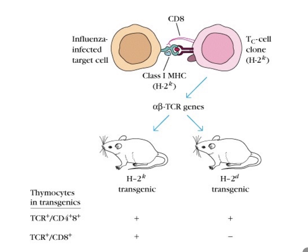 <p>The transferred T cells will function only in the H-2ᵏ recipient, because they are MHC-restricted to H-2ᵏ and can recognise antigen presented on H-2ᵏ MHC molecules. In the H-2ᵈ recipient, the T cells will not respond because they cannot recognise antigen presented on H-2ᵈ MHC.</p>