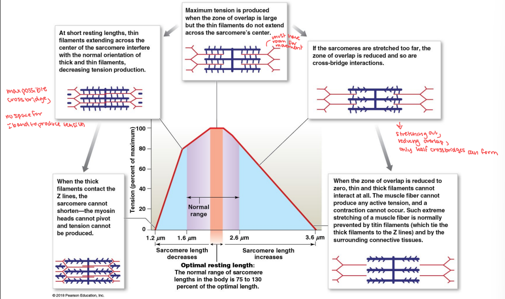 <p>When the zone of overlap is reduced to 0, will thin and thick filaments be able to interact? Why or why not?</p>