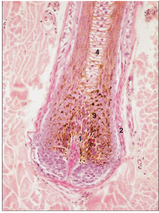<p>name of histologic slide:</p><p>Specie:</p><p>Parts</p><p>1.__ 2.__ 3.__ 4.__</p><p>Stain used:</p>