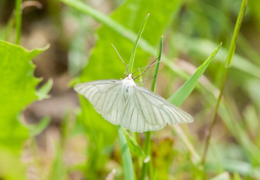 <p>Species of insect.</p>