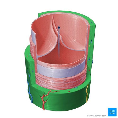 De kleppen in de venen die ervoor zorgen dat het bloed niet te verkeerde kant op terugstroomt.