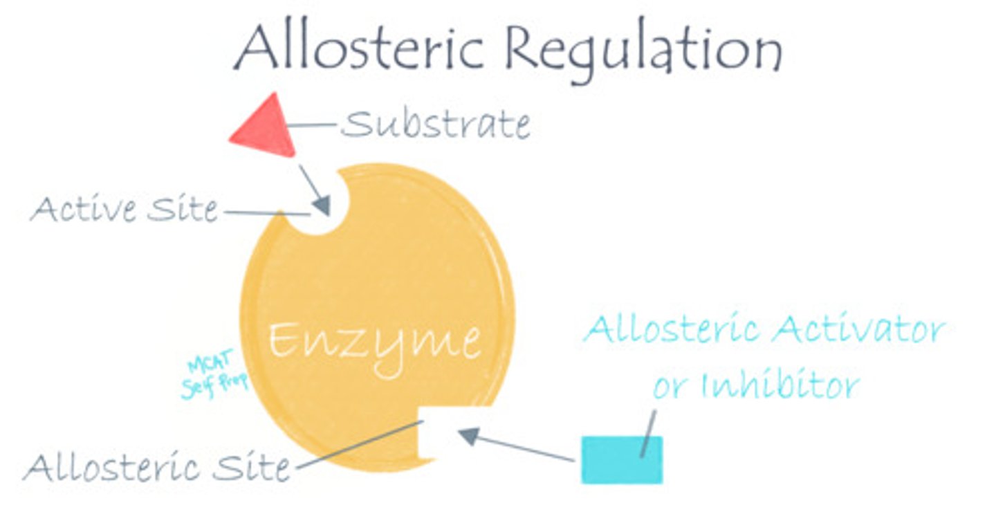 <p>(C) I and II Only</p><p>Regulatory molecule, such as activators and inhibitors, will bind at an allosteric site. Their binding will change the enzyme's ability to catalyze reactions.</p>