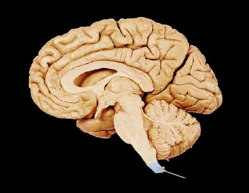 a long, thin, tubular bundle of nervous tissue and support cells that extends from the medulla oblongata in the brainstem to the lumbar region of the vertebral column