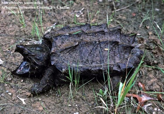 Macrochelys temminckii