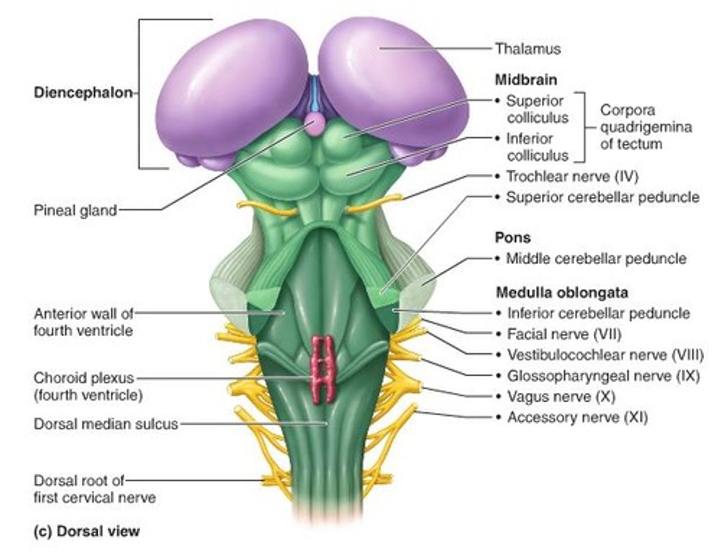 <p>part of the corpa quadrigemina located in mesencephalon (midbrain)</p><p>visual reflex</p>