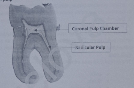 <ul><li><p>coronal pulp - larger and contains many more elements than root pulp&nbsp;</p></li><li><p>Radicular pulp - acts as a conducting tube to carry blood to and from the coronal area to the apical canal&nbsp;</p></li><li><p>Both pulpal areas contain the same elements although the cells, fibres, blood vessels and nerves are more numerous in coronal pulp&nbsp;</p></li></ul><p></p>