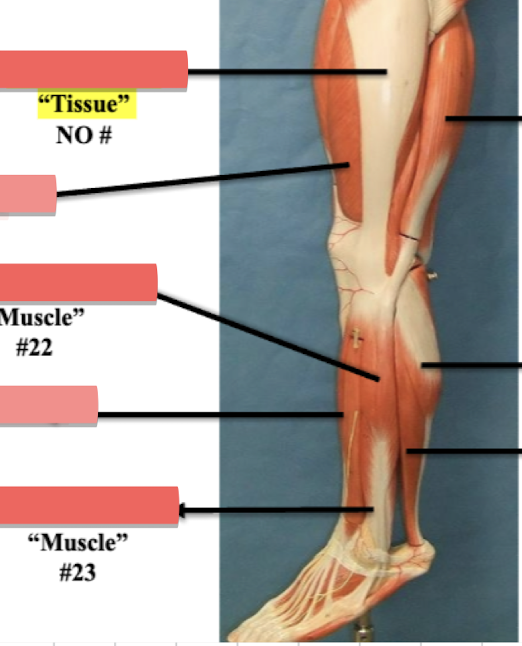 <p>Label muscle #23</p>