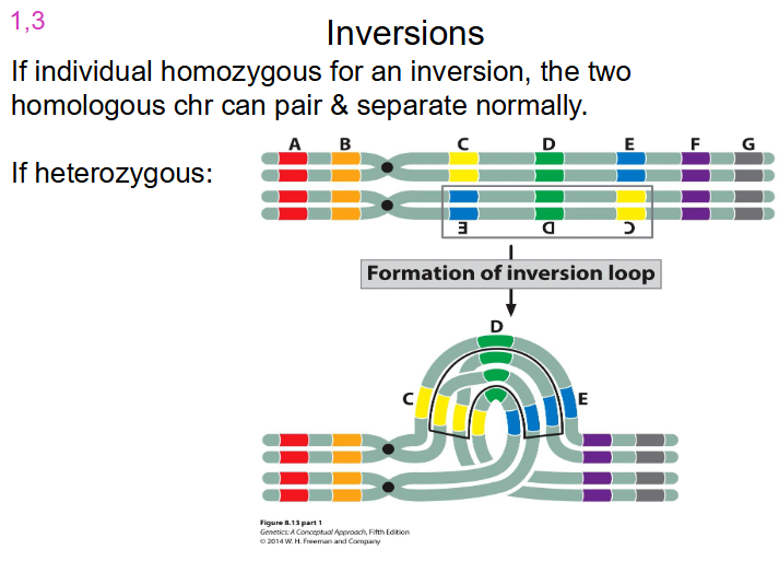 <p>Inversions that are Homozygous and Heterozygous</p>