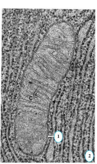 term image