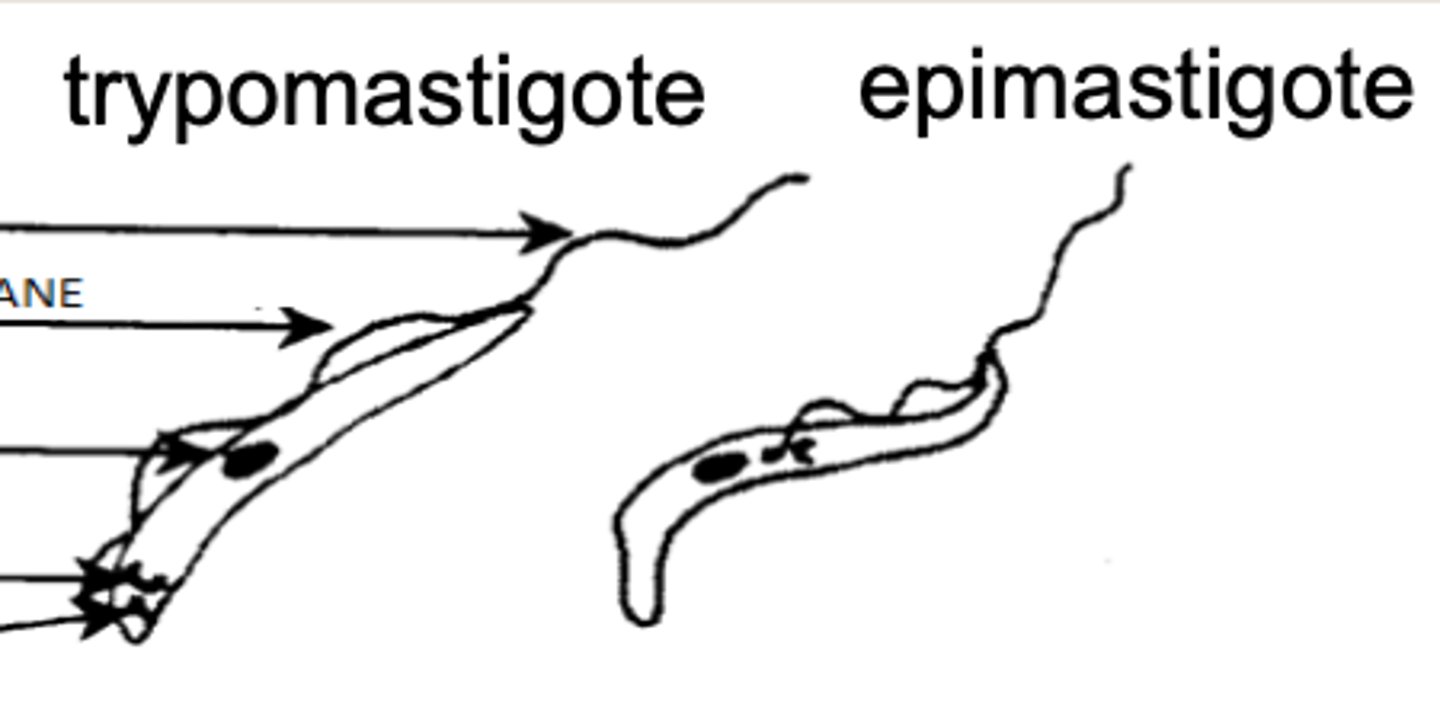 <p>which version of Trypanosoma would we find inside of the Glossina vector?</p>