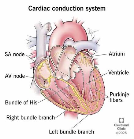 <p><span>A: Conduct electrical signals through the ventricles.</span></p>