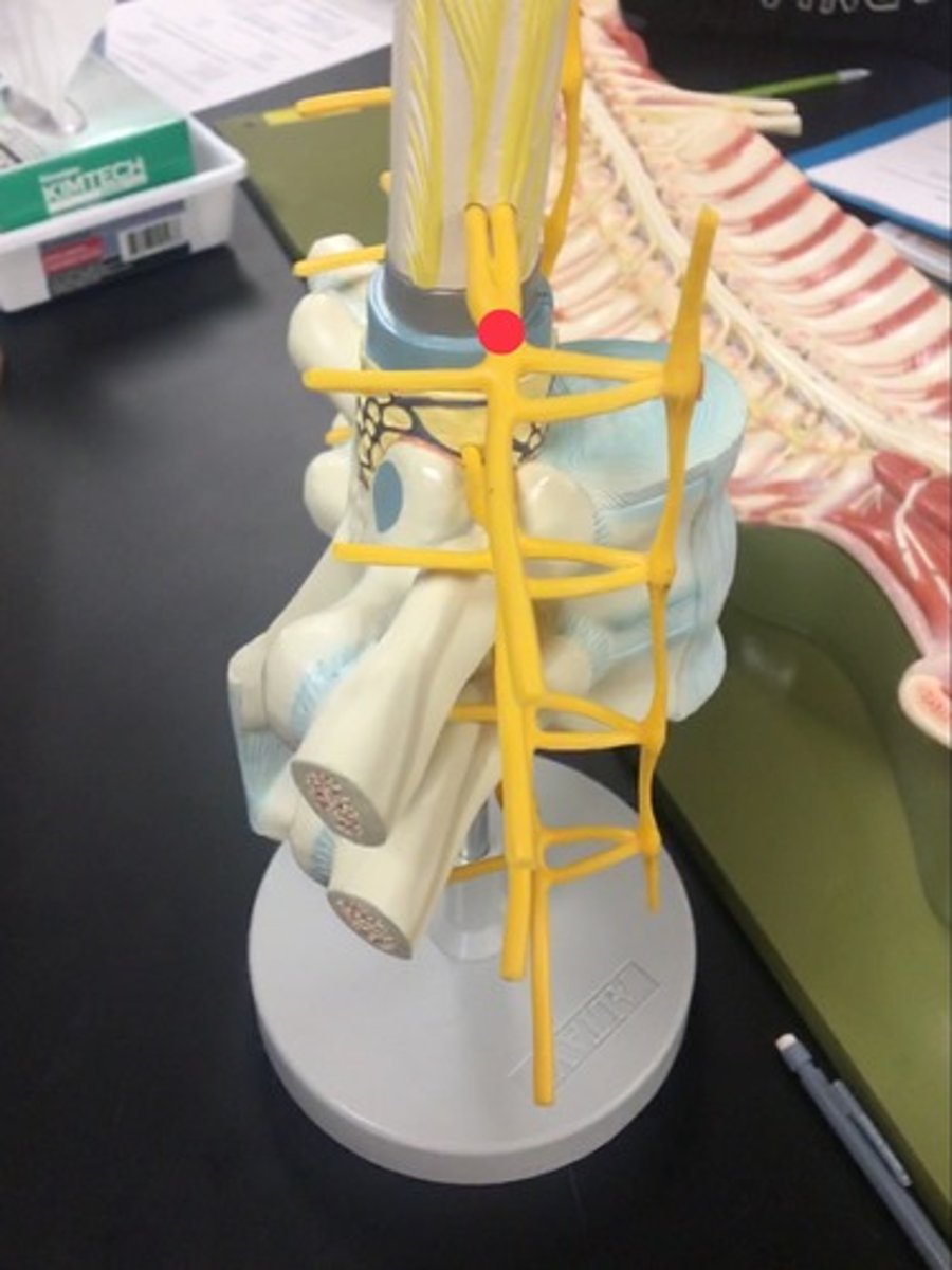 <p>(Where the nerves connect)</p>