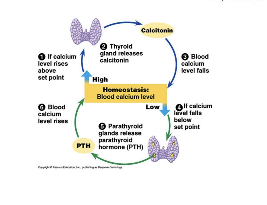 <p>overall, this will cause an increase of calcium</p><p>In the bone, this will increase osteoblast</p><p>And the kidney this will increase absorption so you don’t pee it out</p><p>In the intestines, this activates vitamin D and increases absorption in the intestine</p>