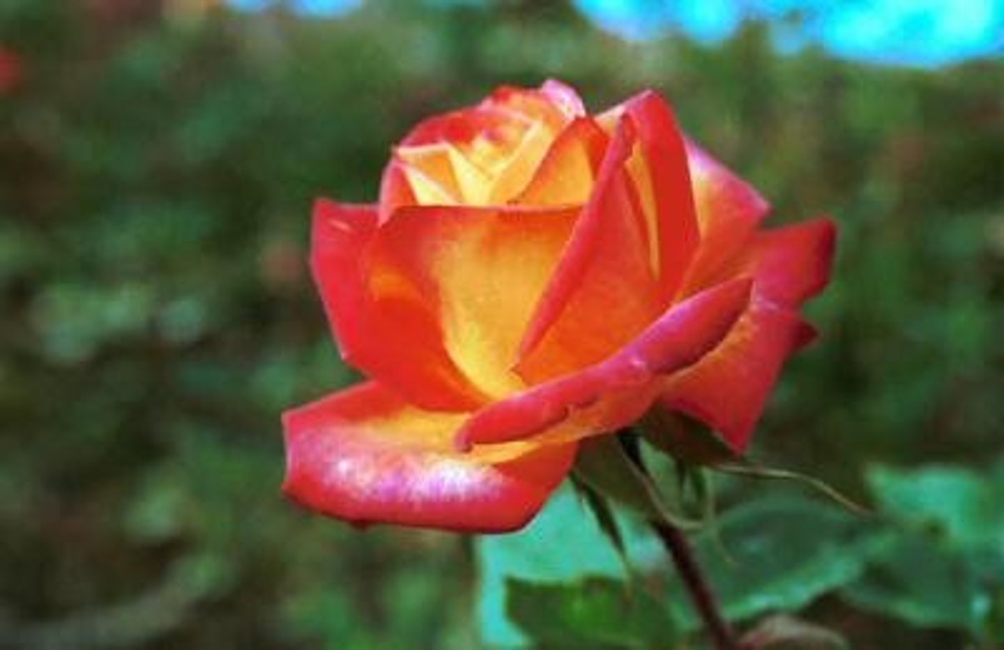 <p>Rosa hybrid, Class Hybrid Tea cv.</p>