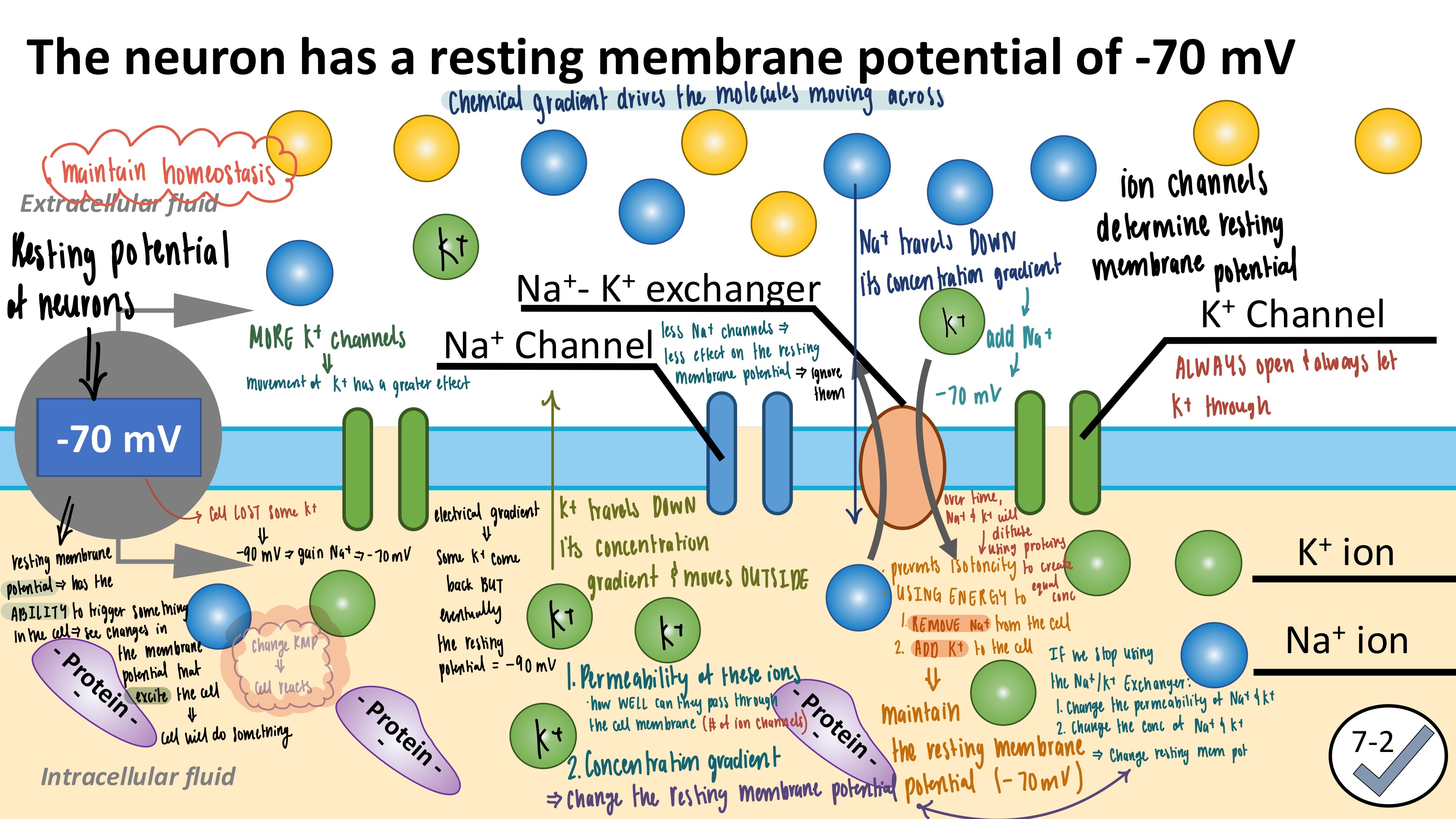 <ul><li><p><strong>Resting Membrane Potential</strong></p><ul><li><p>Membrane potential BEFORE it changes (NOT conducting electricity, NOT excited)</p></li><li><p>-70mV</p></li><li><p>Has the ability to trigger a response, but the neuron must be excited first</p></li></ul></li></ul><p></p>