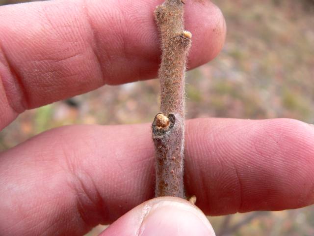 Blade: alternate and pinnately compound 6 to 16 inches long, 11 to 31 coarsely toothed leaflets
Reproductive: Gray-brown, Small, hairy, leaf scars somewhat “C” shaped
Bark: dark brownish-grey, when young bark is "hairy", when older bark gets smoother with lenticles