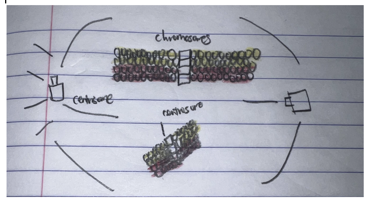 <p>Prophase I, synapsis/crossing over 2N, 2C</p>