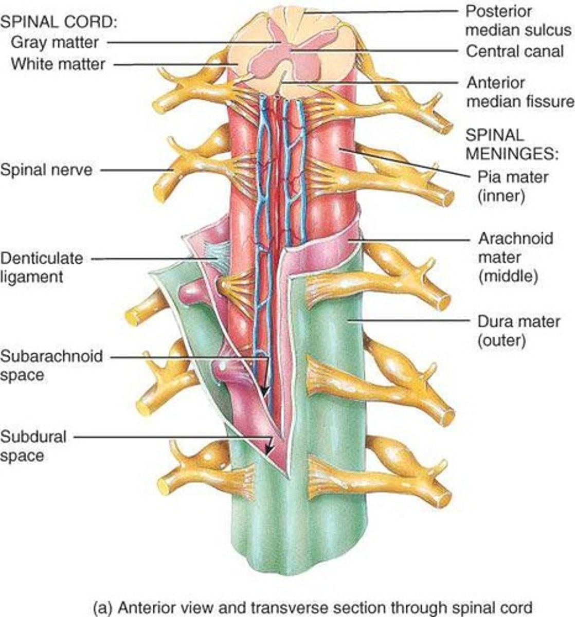 <p>Bundles of myelinated axons of motor and sensory neurons.</p>