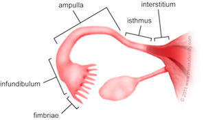 <p><strong>Infundibulum </strong></p><p>is _____ shaped</p>
