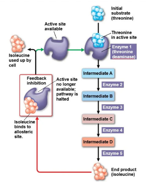 <p>when the end product of a metabolic pathway is an allosteric inhibitor to an earlier enzyme in the same pathway</p>