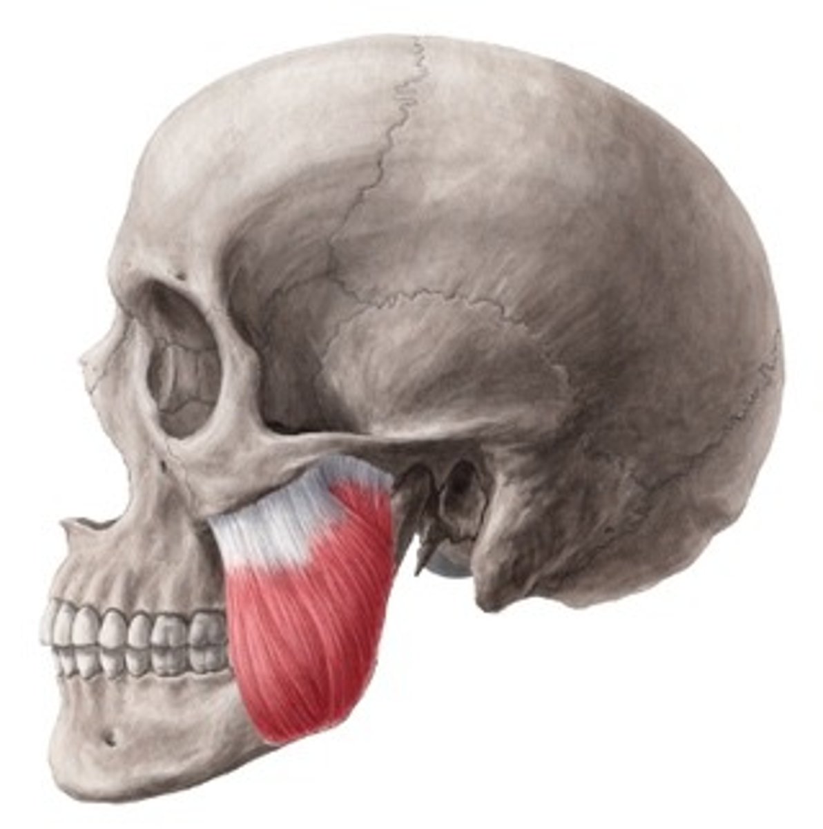<p>Located between the zygomatic arch of the temporal bone and the mandible</p>