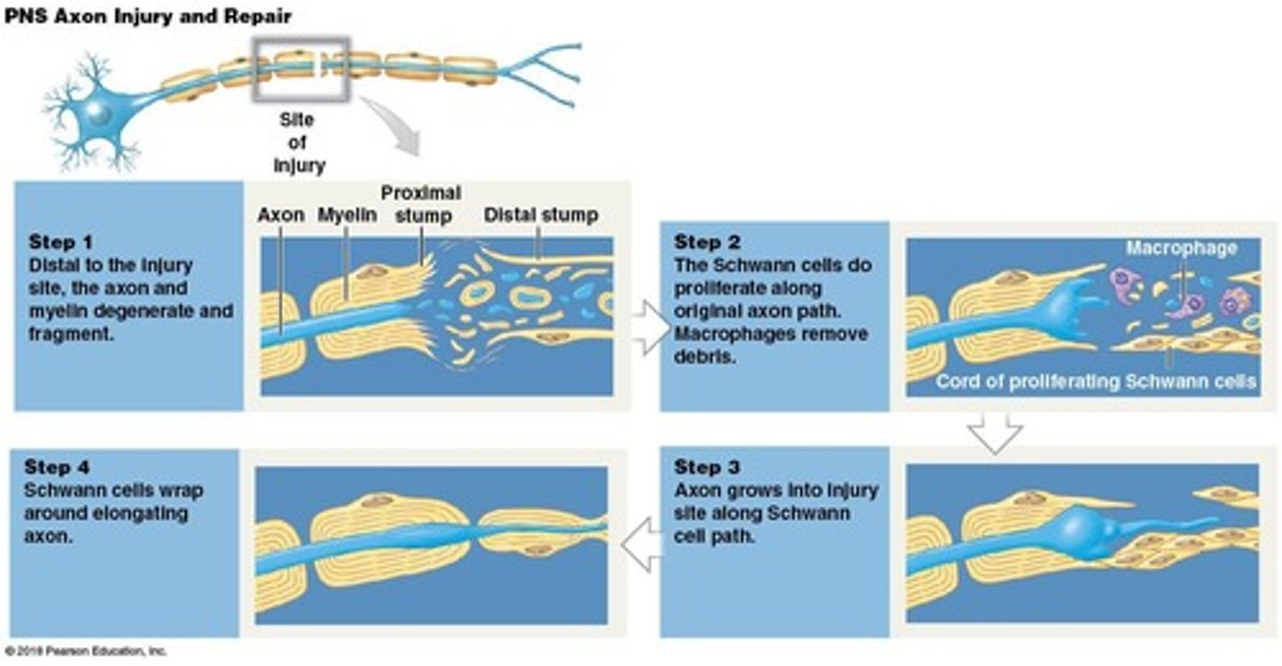 <p>The repair process where Schwann cells assist in repairing damaged nerves.</p>