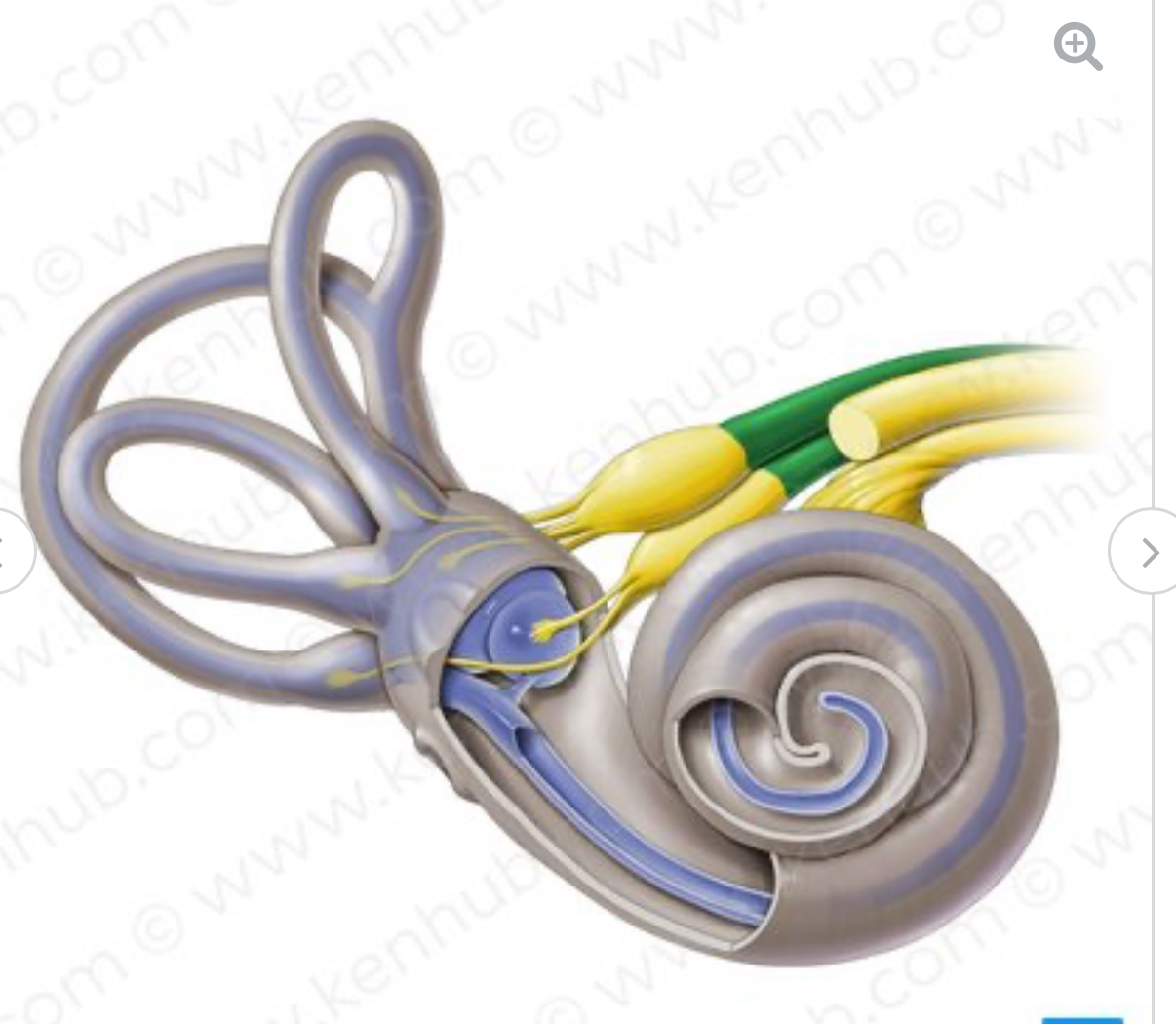 <p>vestibulocochlear nerve</p>