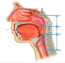 <p><span>what is apart of the respiratory and digestive systems and is posterior to oral cavity. Has 3 parts.</span></p>