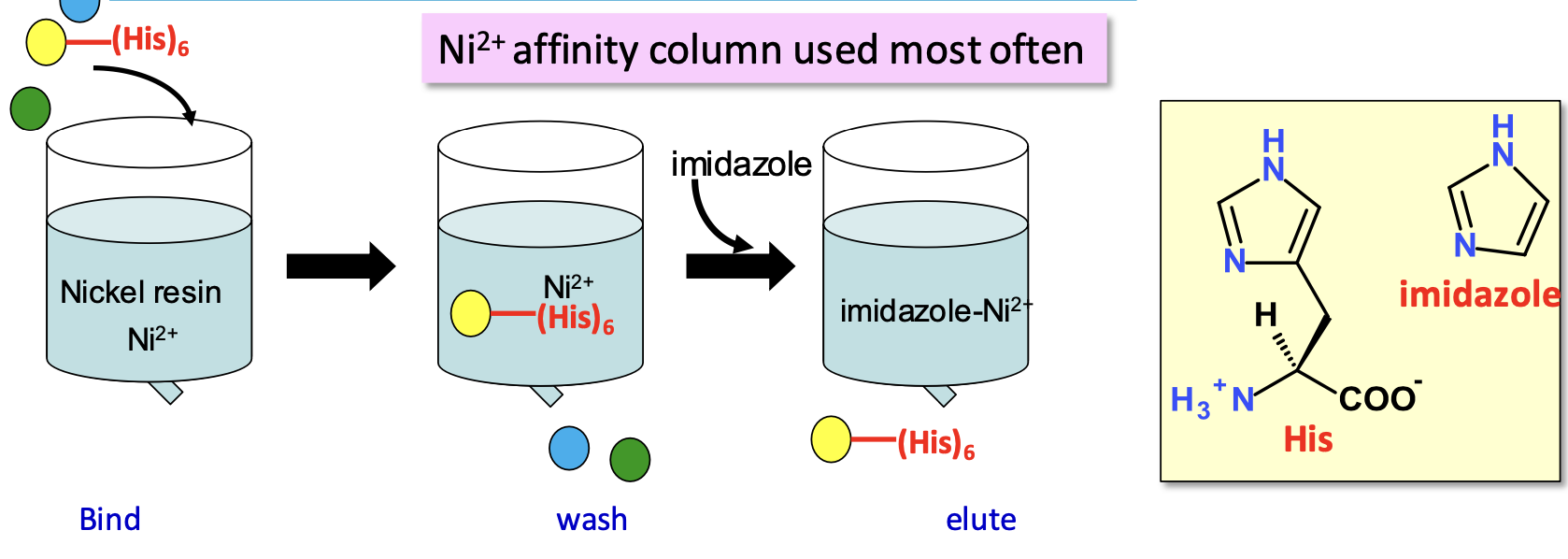 <p>Adding a tag onto your gene of interest at either N or C terminal</p><p><span style="color: #5dd356">✦ Ni resins purify cloned proteins w/ poly 6 x His tag: the column has Ni (covalently bound to resin) which chelates His tag. Imidazole (has high Ni²⁺ affinity) elutes protein</span></p>