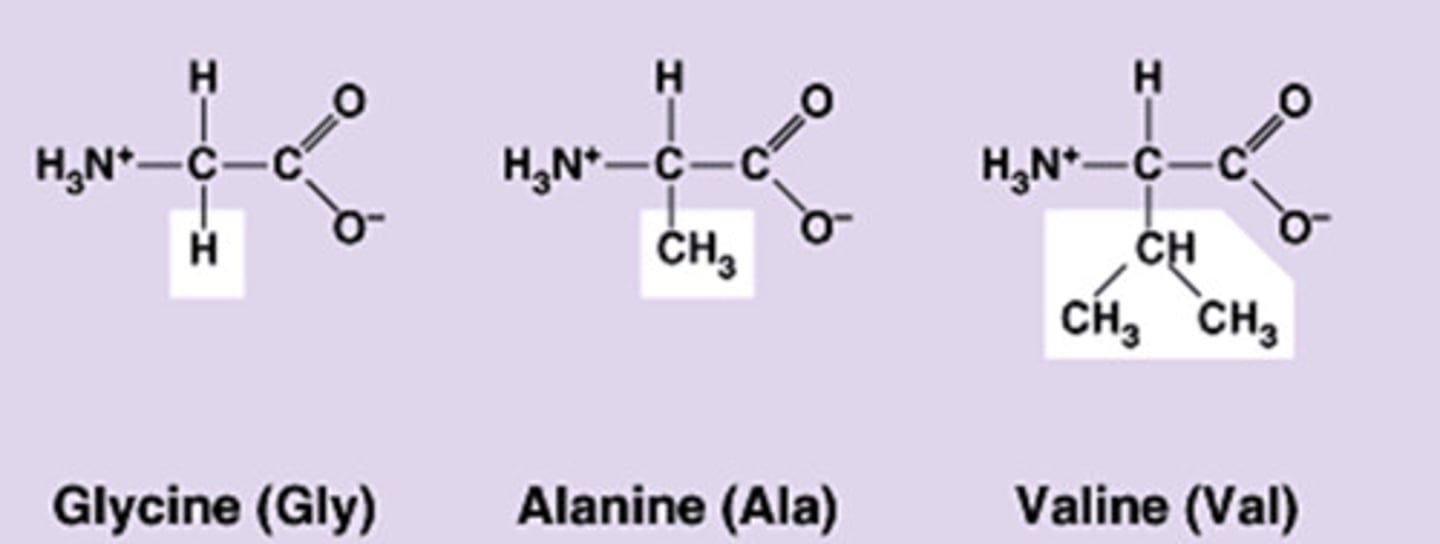 <p>groups that give different amino acids different properties</p>