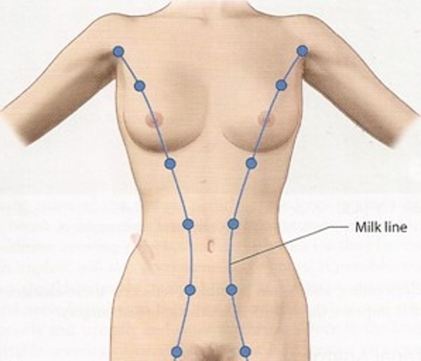 <p>the location of the embryonic mammary ridge from which the breast develops</p>