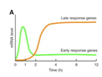 <p><strong>Immediately early genes</strong> are genes that do not require new protein synthesis to be activated. They are activated within minutes. They are typically short-lived. They respond to various triggers e.g. hormones, stress, neuronal activity, even light and sound. Rely on transcription factors already present in cell. They often act as master genes switching other gene son or off. They play a role in neuronal plasticity improving or weakening neuronal connections. They can activate immune cells in response to infection. </p><p>Examples: <strong>c-fos</strong> (growth, differentiation, found in active neurons); <strong>c-jun</strong> (growth and apoptosis, found in response to stress).</p>
