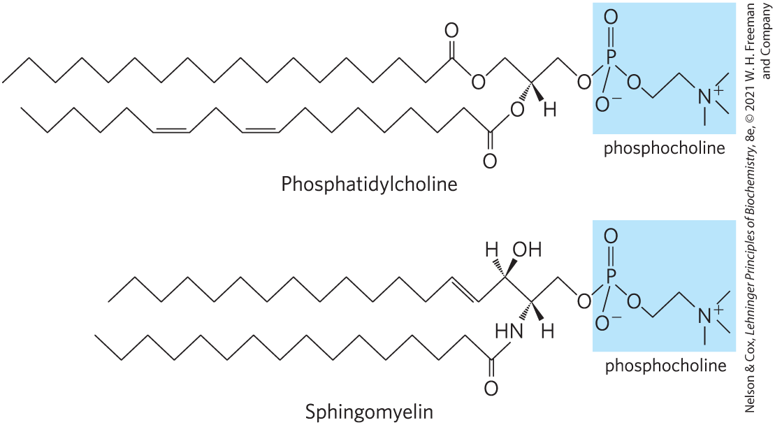 <p>Subclass of sphingolipids that contains phosphocholine or phosphoethanolamine as their polar head group</p>