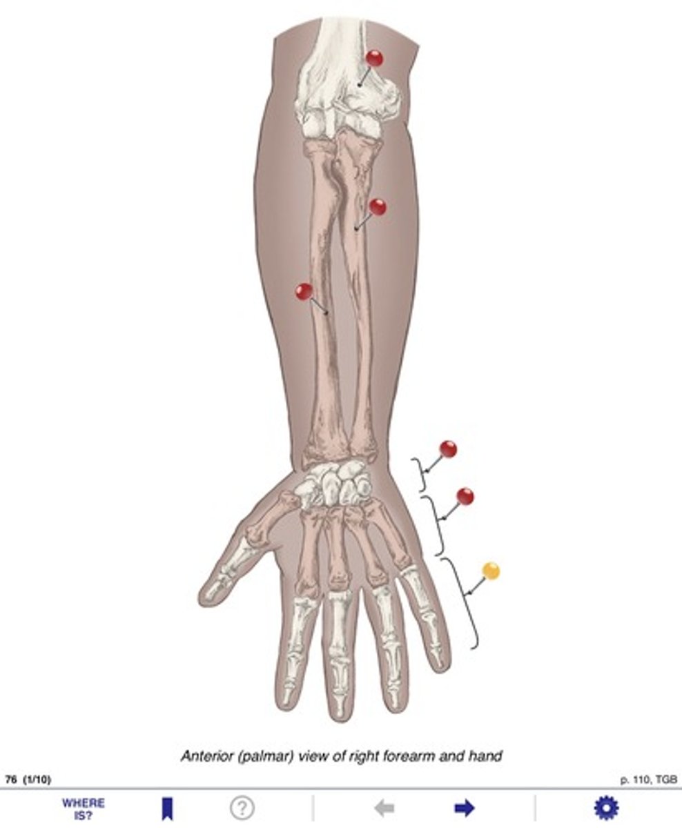 <p>Name the bone at the yellow pin</p>