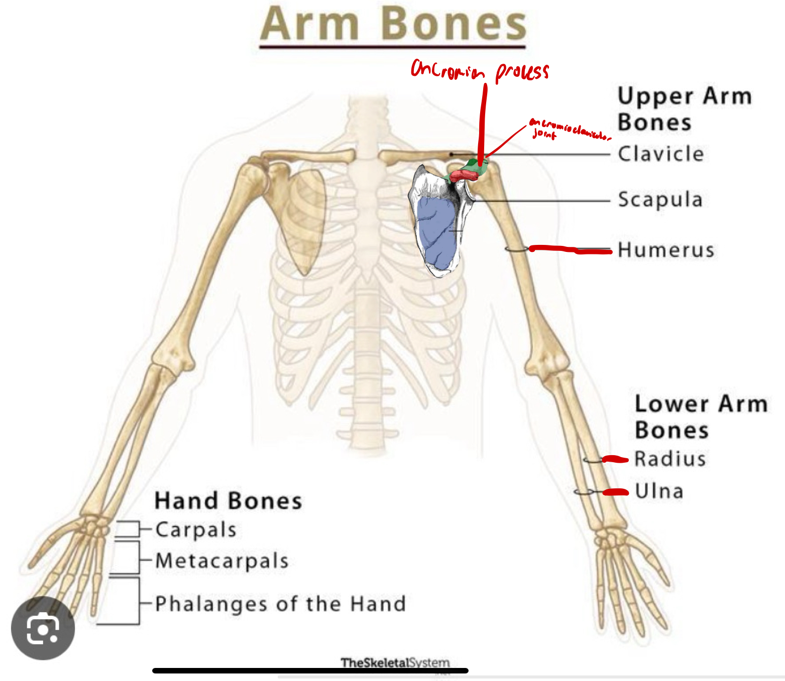 <p>the collarbone</p>
