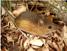 <p>large hind feet; long tail; darker brown on back and yellow orange on sides</p>