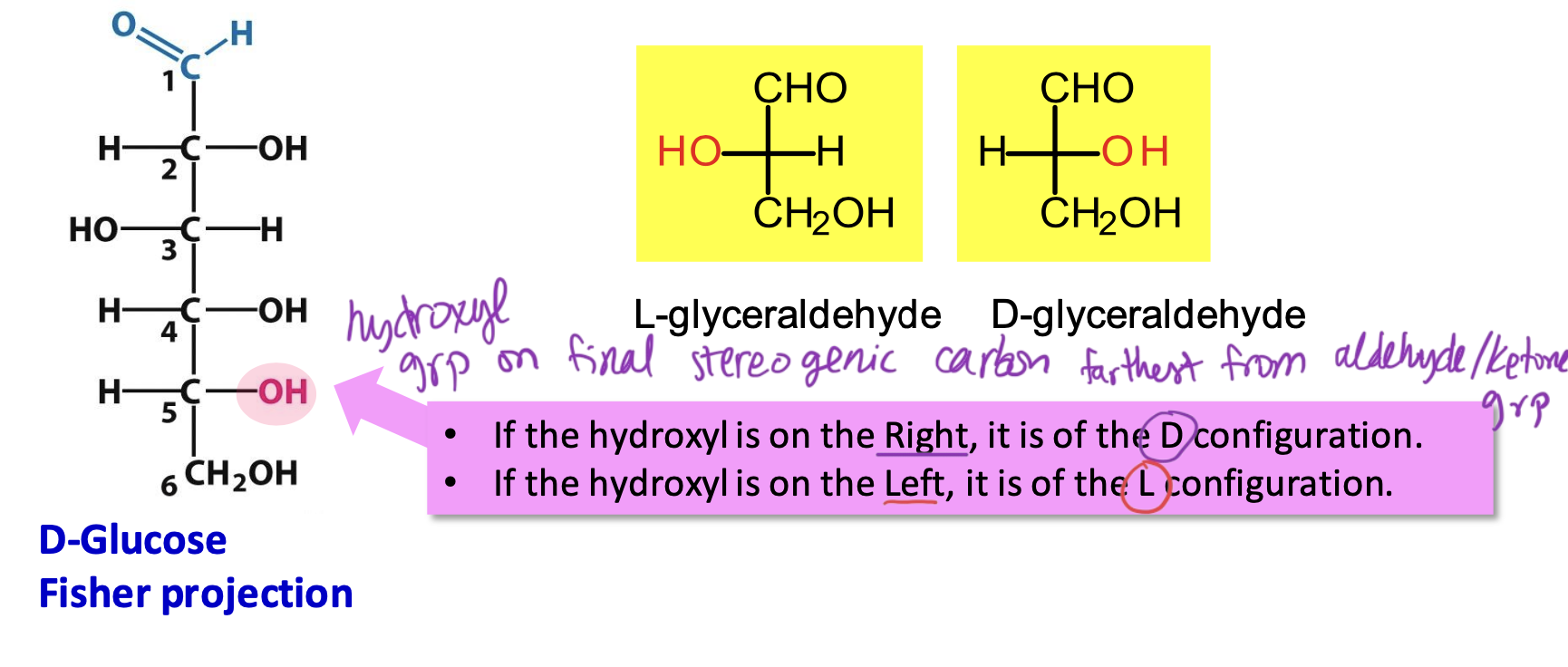 <p>Based on the hydroxyl group on the final chiral center farthest from aldehyde/ketone group.</p><p>→ if OH is on the right, <strong>D configuration </strong>(most monosaccharides in vertebrates)</p><p>→ if OH is on the <strong>left</strong>,<strong> L configuration </strong></p>