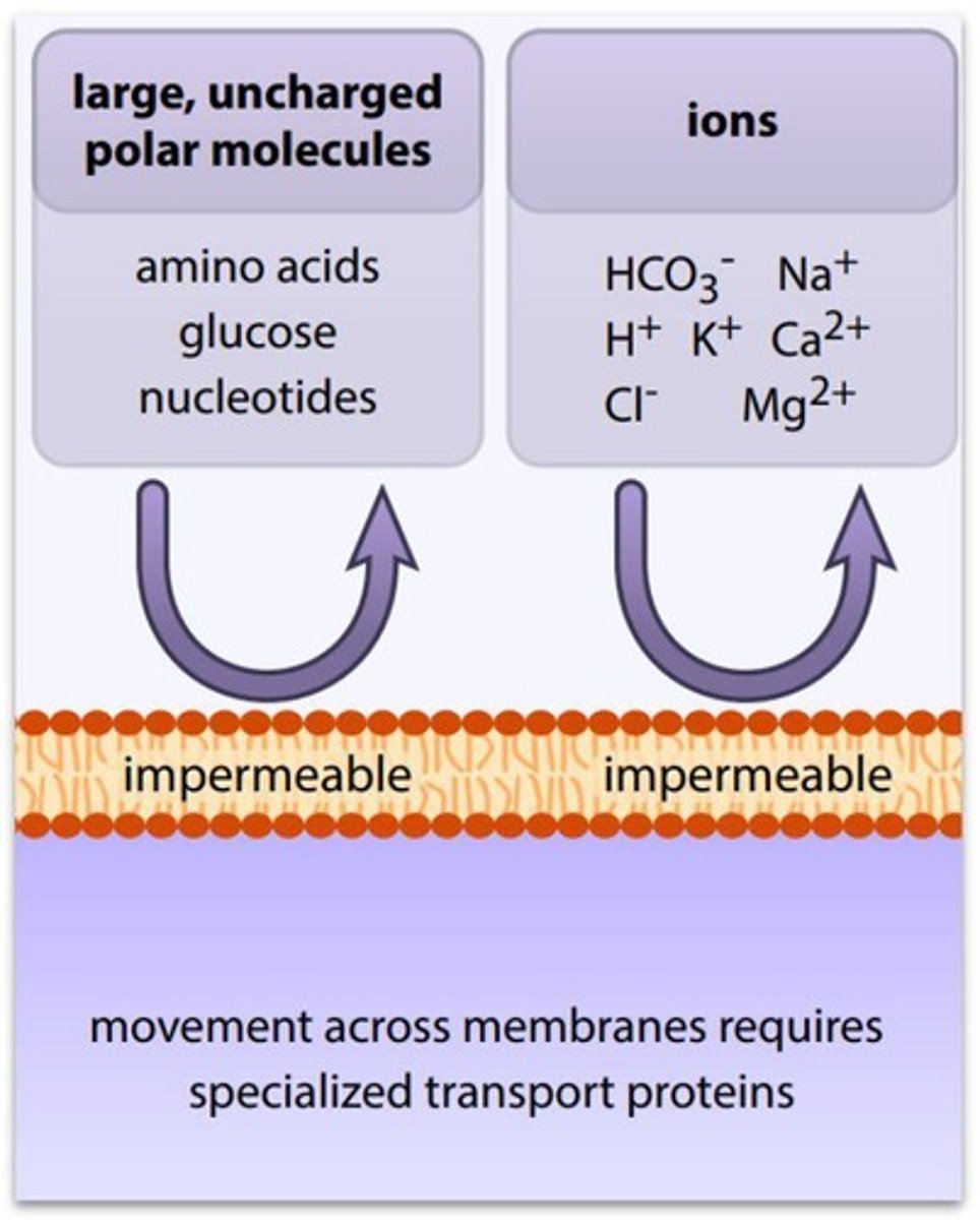 <p>Proteins facilitating movement of substances across membranes.</p>