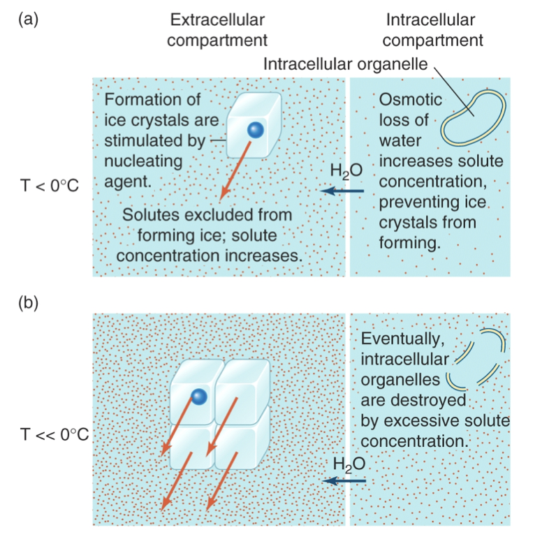 <p>Ectotherms in Cold and Freezing Environments</p>